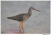 Spotted-Redshank-1